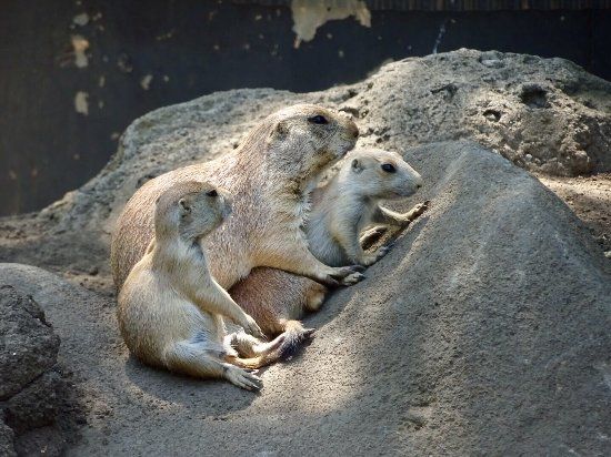 Edogawa Doğal Hayvanat Bahçesi